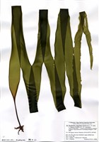 藏品(Saccharina angustata (Kjellman) C. E. Lane, C. Mayes, Druehl et G. W. Saunders)的圖片